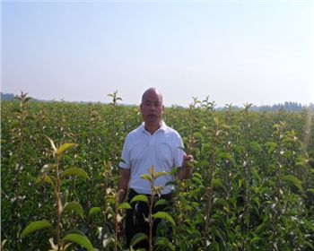 王總查看苗木[河南晚秋黃梨苗]